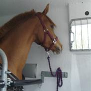 Anden særlig race Ofelia C.     (    SOLGT)