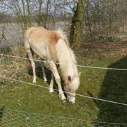 Haflinger Max