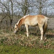 Haflinger Max