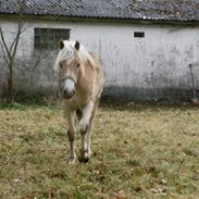 Haflinger Max