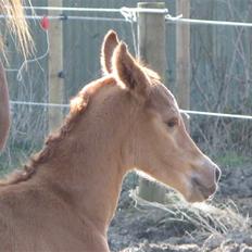 Arabisk fuldblod (OX) Emilio DØD D. 21. maj