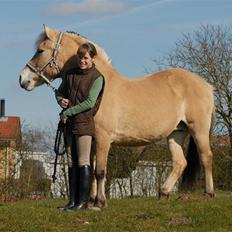 Fjordhest Rosenlunds Chili/ Cicero 