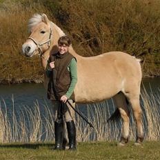 Fjordhest Rosenlunds Chili/ Cicero 
