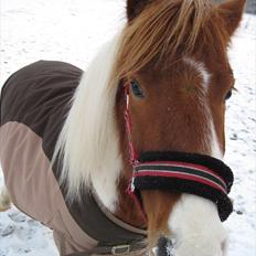 Anden særlig race Prins