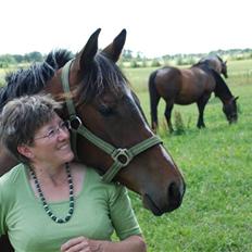 Hollandsk Varmblod Lindholt's Gelinde