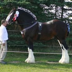 Shire Leverton Statesman