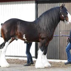 Shire Leverton Statesman