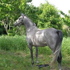 DSP Fun Time *SOLGT*