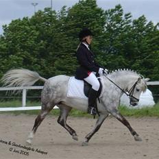 Welsh Pony (sec B) Skovlundegårds Askepot