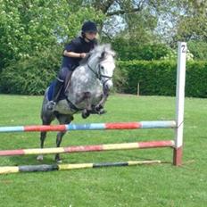 Welsh Pony (sec B) Skovlundegårds Askepot