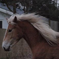 Haflinger Asko Vittrup (SOLGT:'()