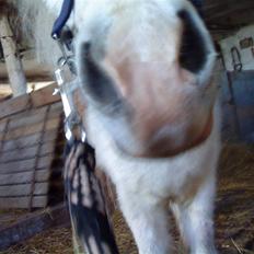 Anden særlig race Digo 