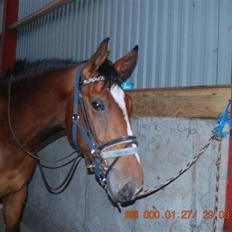 Dansk Varmblod Shirley R.I.P Fra d 21/10