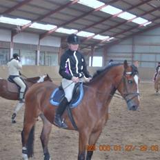 Dansk Varmblod Shirley R.I.P Fra d 21/10