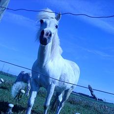 Anden særlig race Debbie