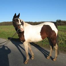 Pinto Lamells Jossie (SOLGT)