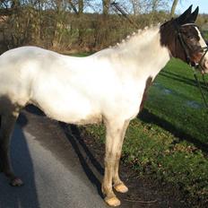 Pinto Lamells Jossie (SOLGT)