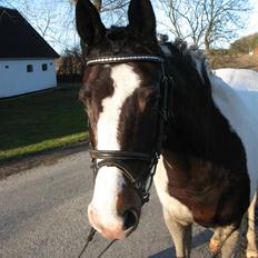 Pinto Lamells Jossie (SOLGT)