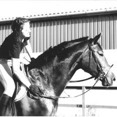 Dansk Varmblod Anneksgårds Feline