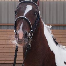 DSP Endahlgårdens Pallas 