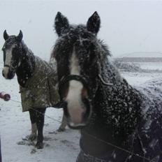 Anden særlig race Cassiopeia