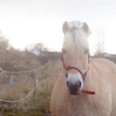 Fjordhest  l Bamse :*  <3 *SOLGT* D: