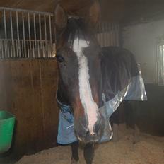 Traver mor's kæle potte okki