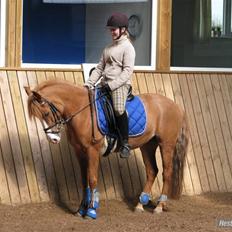 Anden særlig race Chiquita-B-pony *solgt*