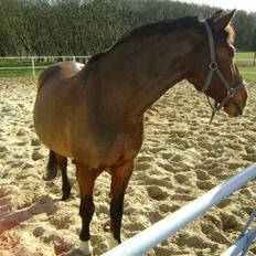 Oldenborg mitzu - Tidligere Part..