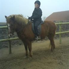 Islænder Kylja frá Wiesenhof