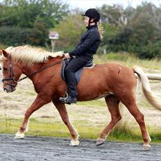 Islænder Kylja frá Wiesenhof