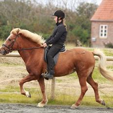 Islænder Kylja frá Wiesenhof