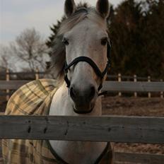 Anden særlig race Nicole
