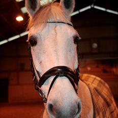 Anden særlig race Nicole