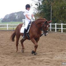 Anden særlig race Fakir.! 