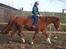 Hannoveraner Dialekt - 18) "Handlinger taler tydeligere end ord; Equus er et sprog, der består at handlinger, uden ord." - Monty Roberts