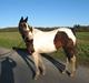 Pinto Lamells Jossie (SOLGT)
