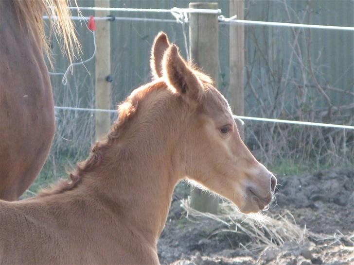 Arabisk fuldblod (OX) Emilio DØD D. 21. maj billede 3