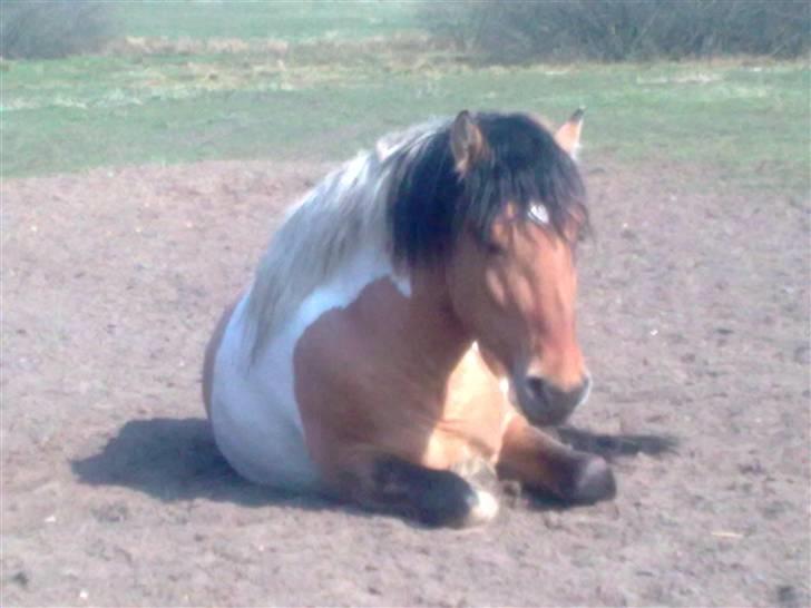 Anden særlig race Bavnshøj´s Cassie (Solgt) - Nyder forårs solen.. 3/4-09... Er blevet 3 år nu, og er stg. 150 billede 17