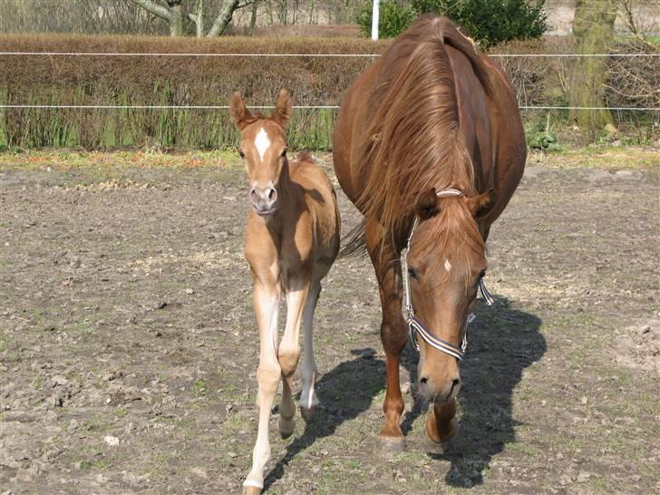 Arabisk fuldblod (OX) Emilio DØD D. 21. maj billede 4