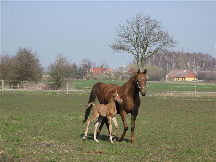 Arabisk fuldblod (OX) Emilio DØD D. 21. maj billede 5