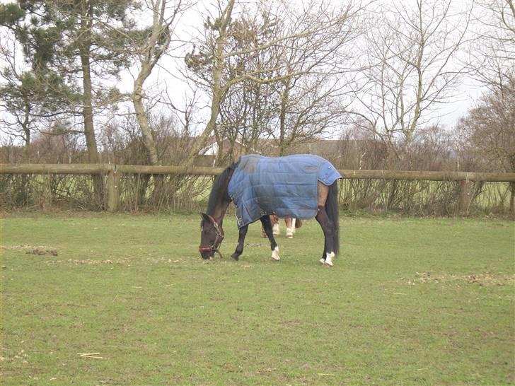 Anden særlig race Meteor <3 SOLGT billede 20