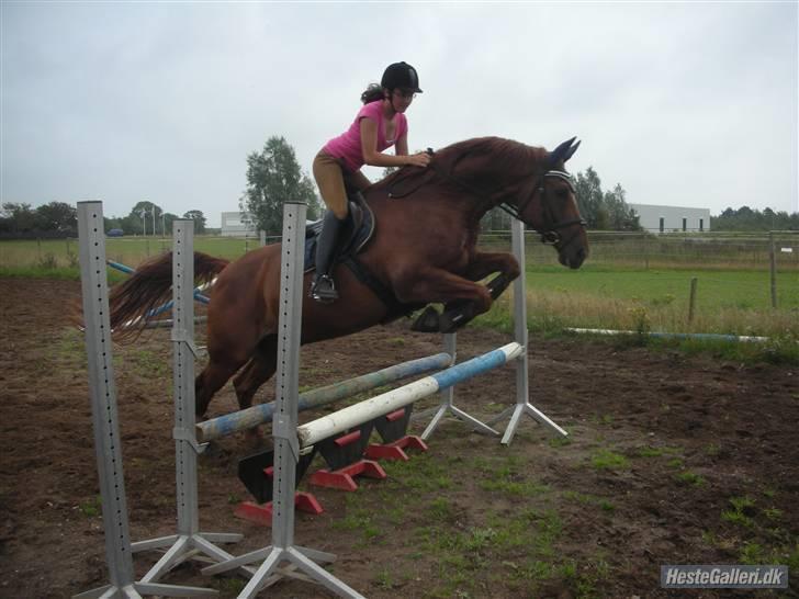 Anden særlig race Figaro  - fotograf: maria K. <3 billede 17