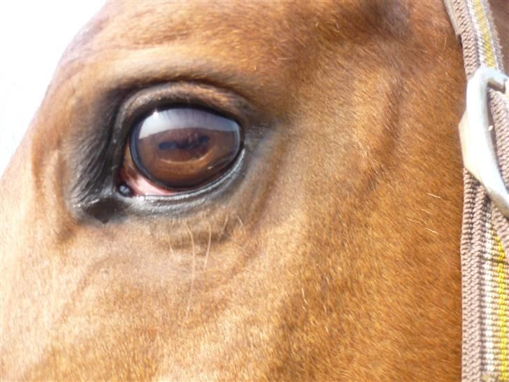 Anden særlig race Figaro  billede 18