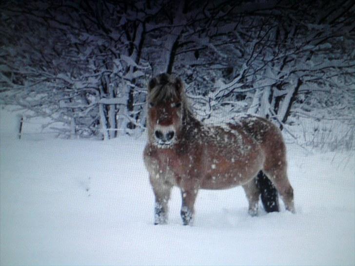 Fjordhest Rosenlunds Chili/ Cicero  billede 1