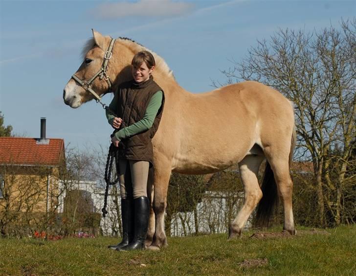 Fjordhest Rosenlunds Chili/ Cicero  - (foto:Jani Pedersen) billede 2