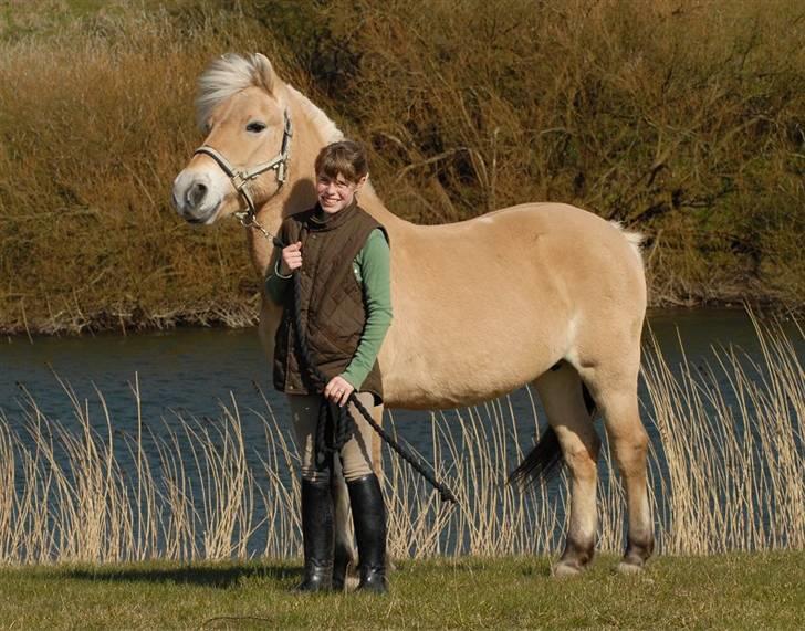 Fjordhest Rosenlunds Chili/ Cicero  - (foto:Jani Pedersen) ved godt jeg har stremt træktovet meget men hun ville bare ikke stå stille den dag ! :b billede 3