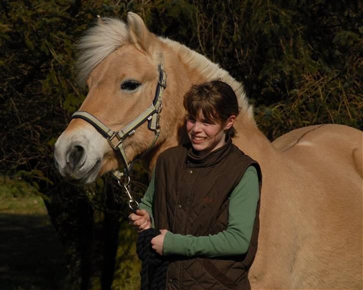 Fjordhest Rosenlunds Chili/ Cicero  - (foto:Jani Pedersen) mit yndlings billede :) billede 4