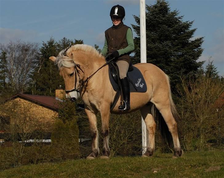 Fjordhest Rosenlunds Chili/ Cicero  - (foto:Jani Pedersen) såå fin :) billede 5