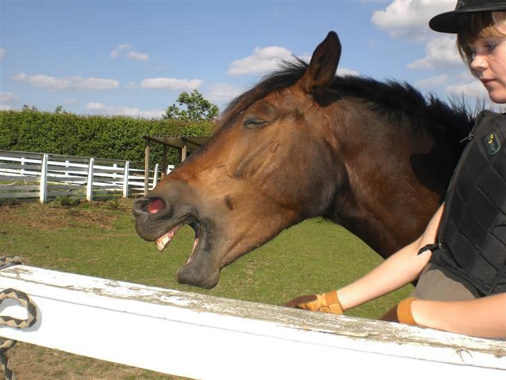 Anden særlig race Egholmgårds Kasper -solgt billede 3
